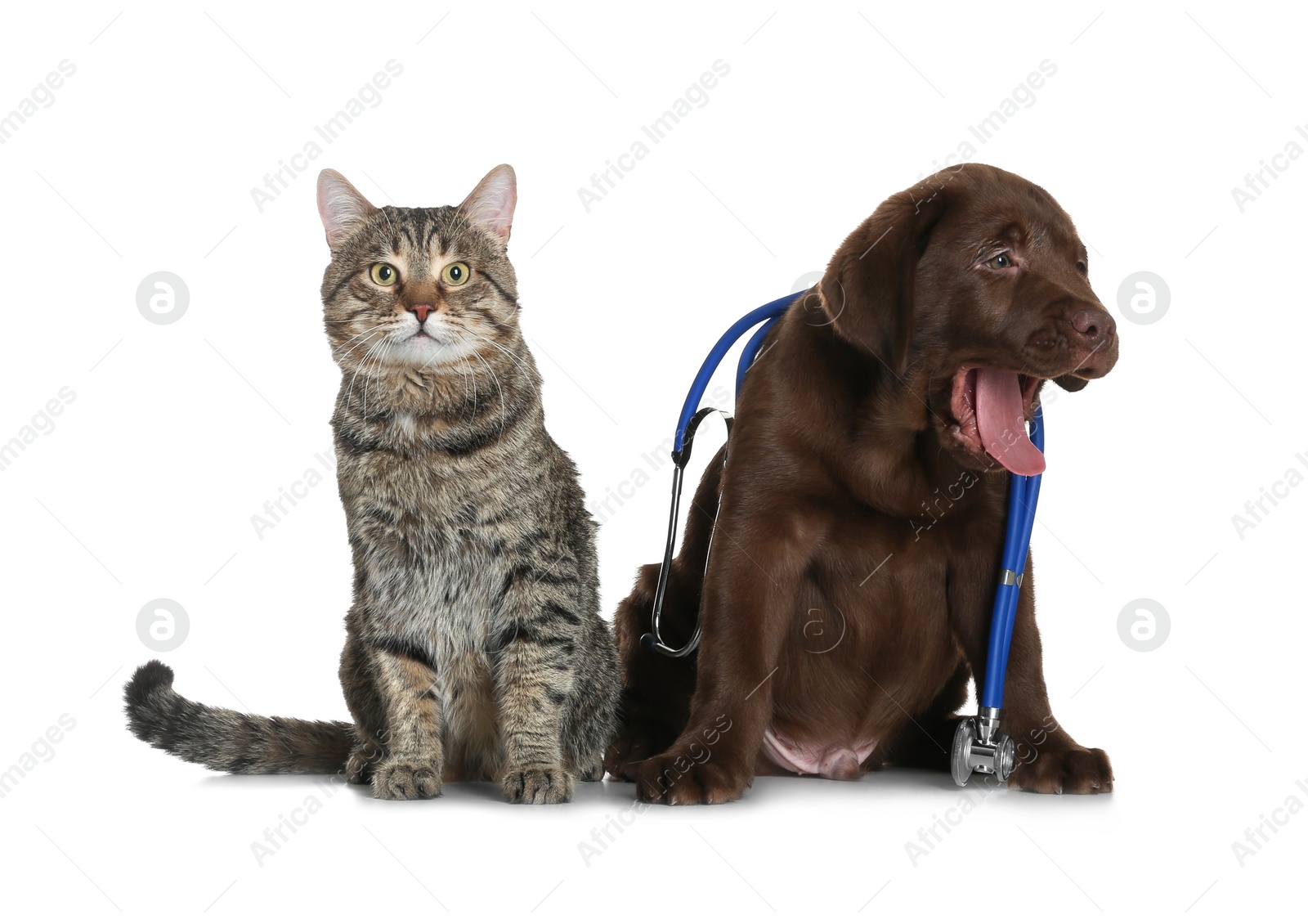 Photo of Cute dog with stethoscope as veterinarian and cat on white background