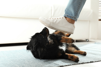 Photo of Woman kicking dog at home, closeup. Domestic violence against pets