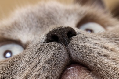 Photo of Macro photo of cat with beautiful eyes. Cute pet
