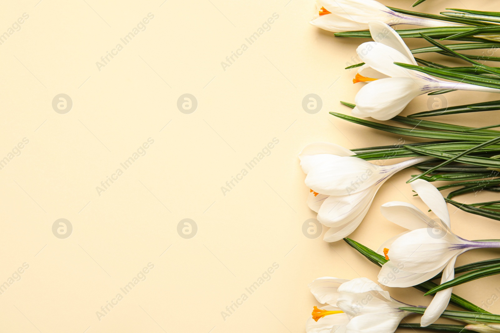 Photo of Beautiful spring crocus flowers on beige background, flat lay. Space for text