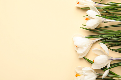 Photo of Beautiful spring crocus flowers on beige background, flat lay. Space for text