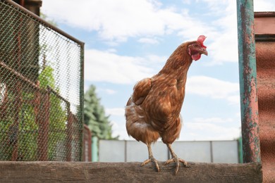Photo of Beautiful brown hen on wooden fence in farmyard, space for text. Free range chicken