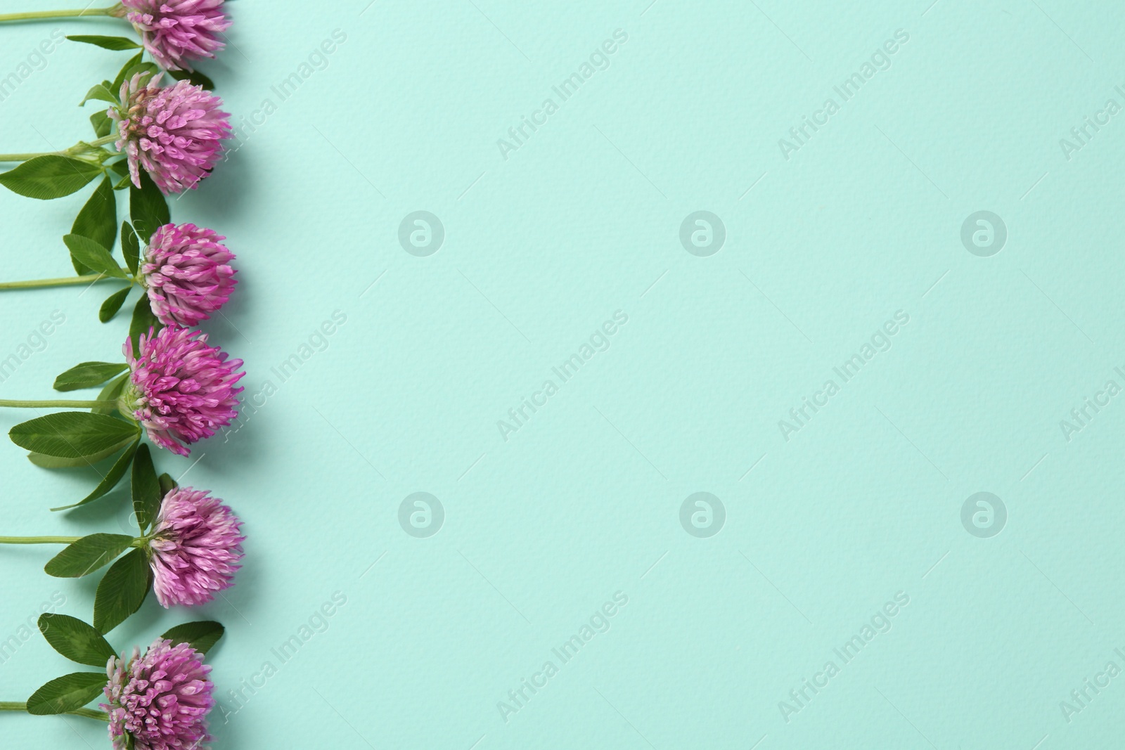 Photo of Beautiful clover flowers on turquoise background, flat lay. Space for text