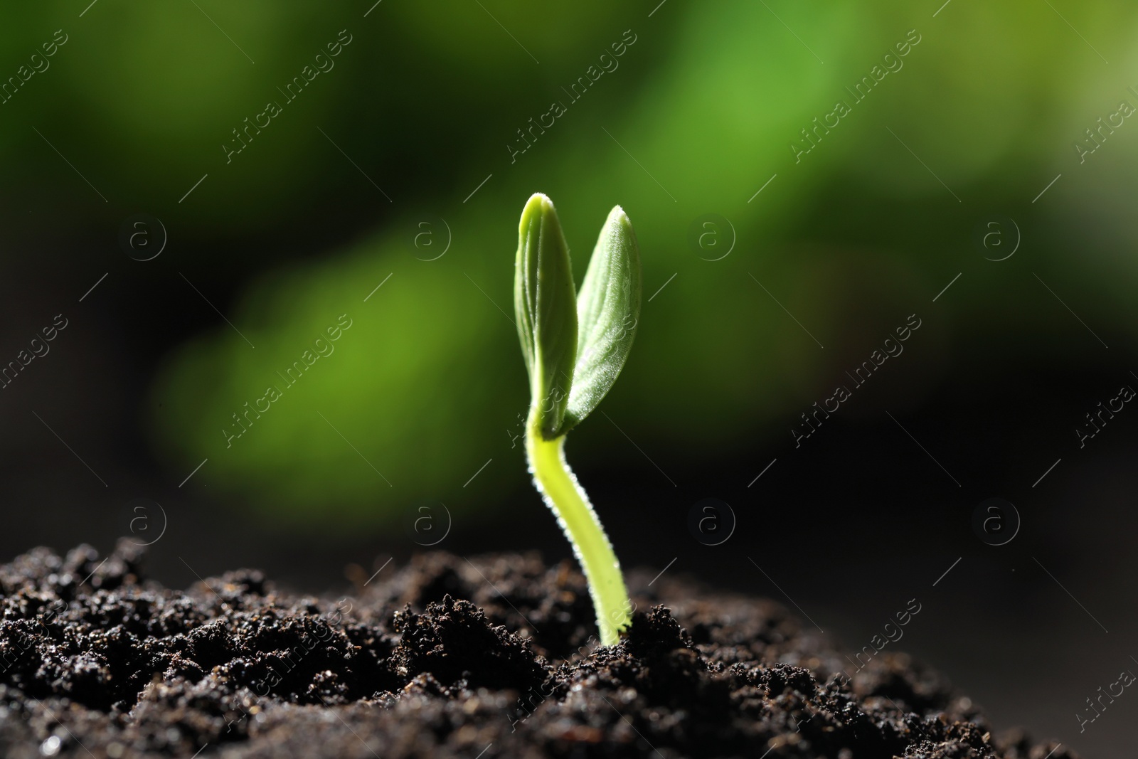 Photo of Little green seedling growing in soil, closeup