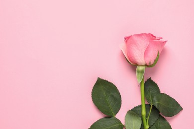 Photo of One beautiful rose on pink background, top view. Space for text