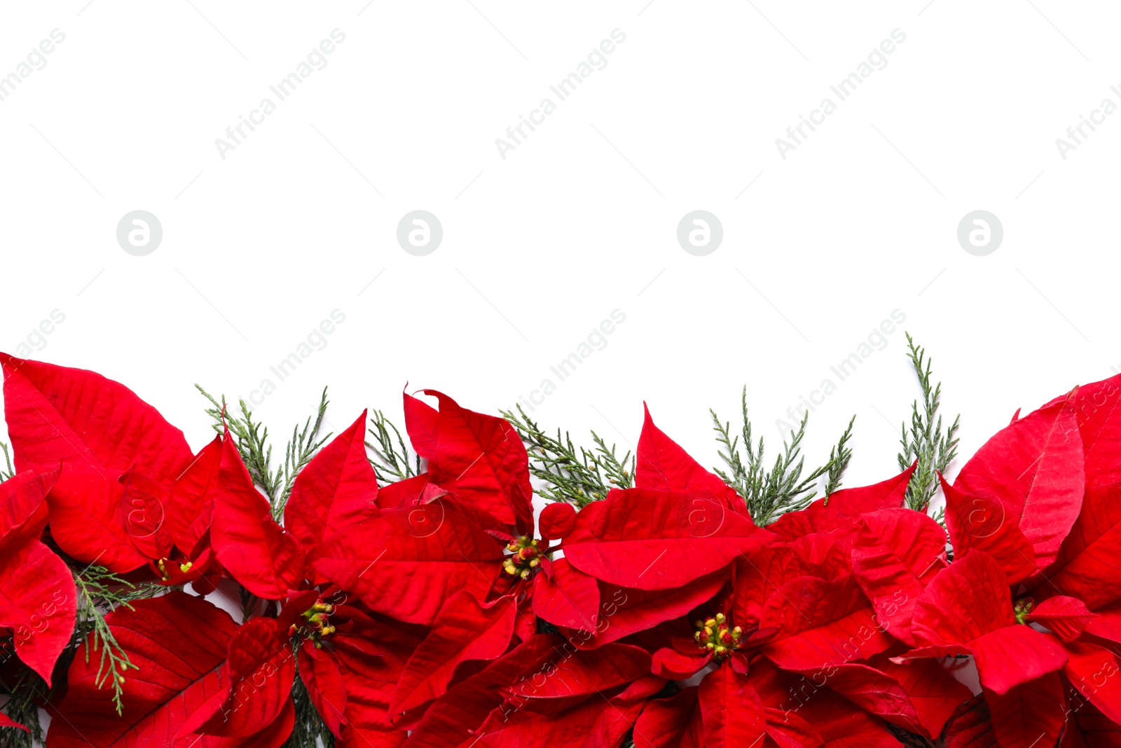 Photo of Flat lay composition with poinsettia and space for text on white background. Traditional Christmas flower