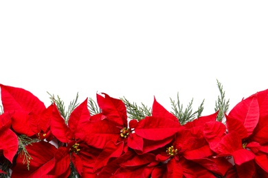 Photo of Flat lay composition with poinsettia and space for text on white background. Traditional Christmas flower