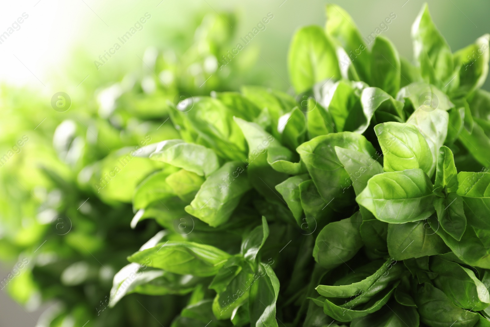 Photo of Fresh green basil leaves on blurred background, closeup