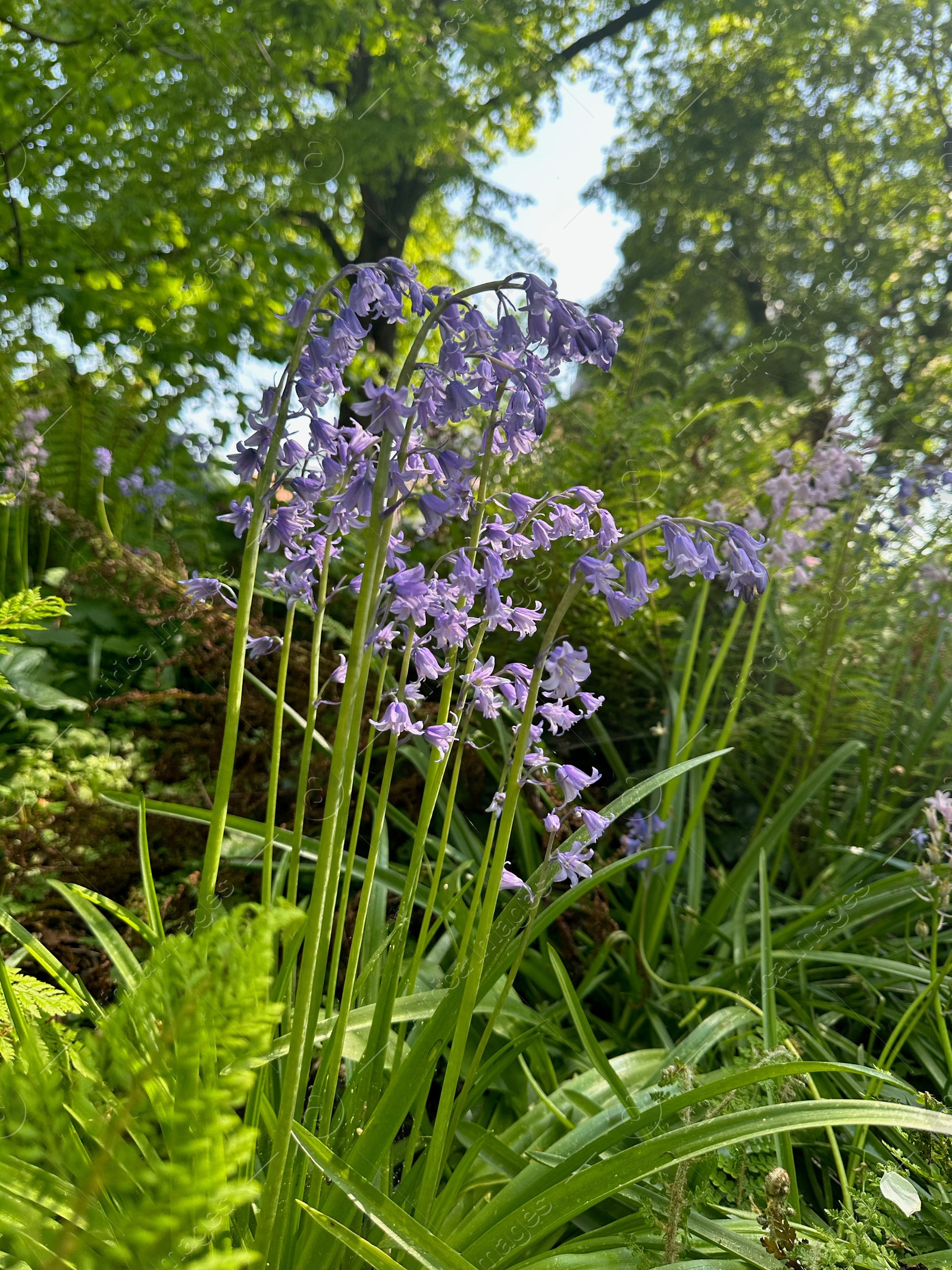 Photo of Beautiful hyacinthoides flowers growing in botanical garden