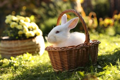Photo of Cute white rabbit in wicker basket on grass outdoors. Space for text