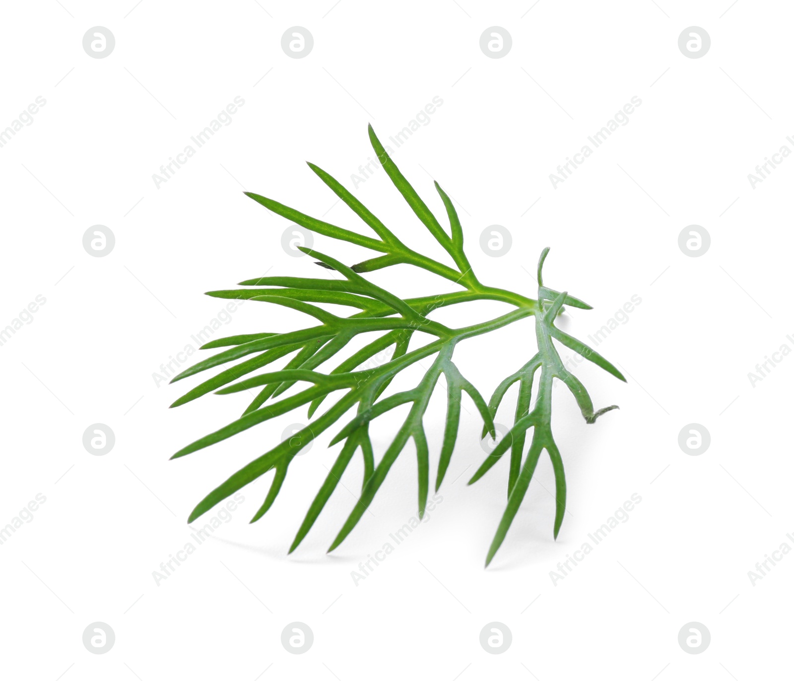 Photo of Sprig of fresh dill isolated on white