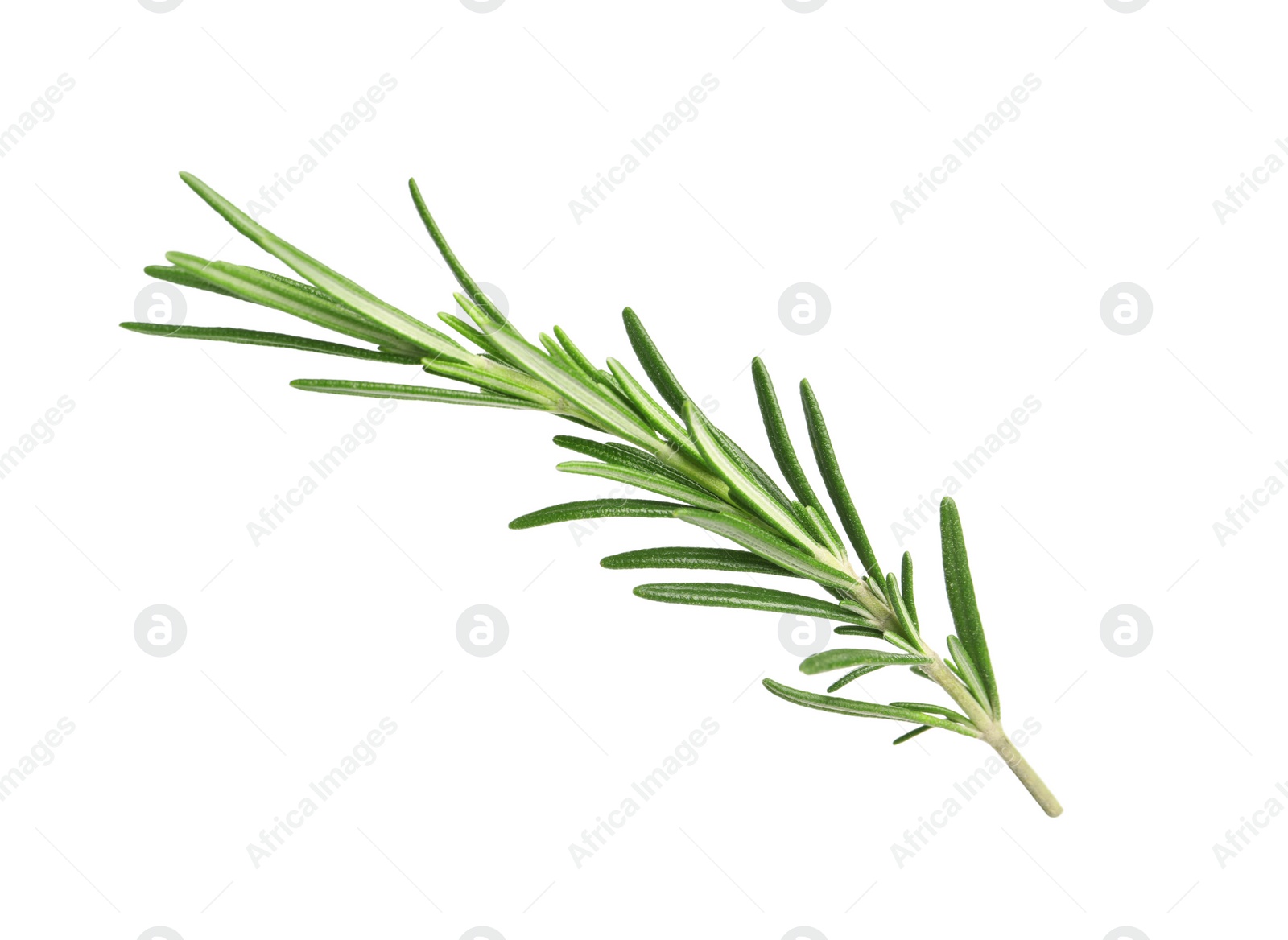 Photo of Sprig of fresh rosemary isolated on white