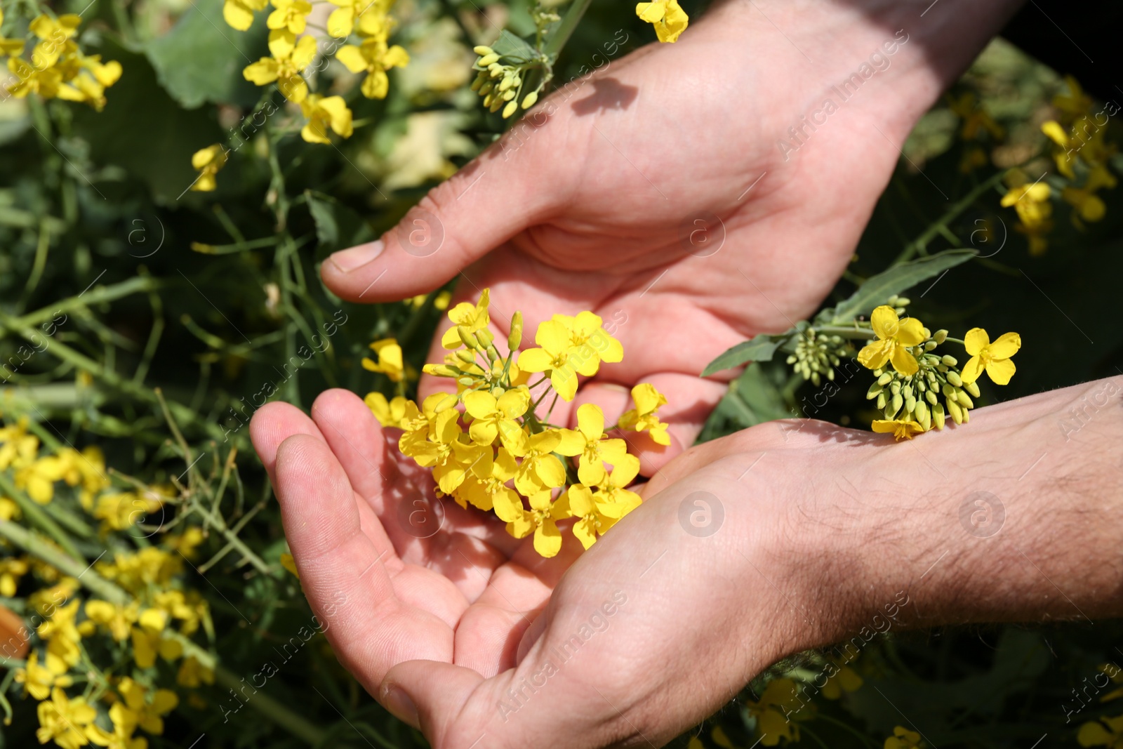 Photo of Man with rapeseed flowers outdoors on sunny day, closeup