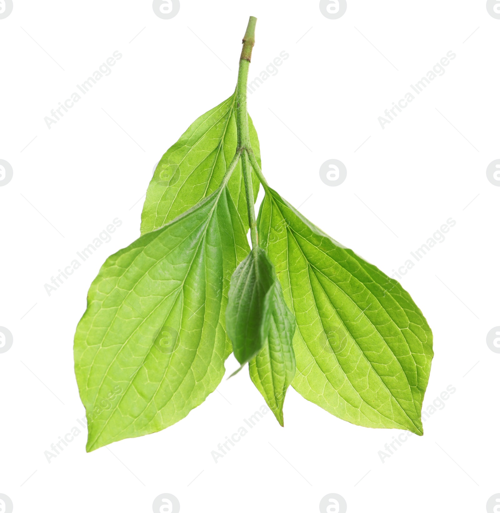 Photo of Branch with green leaves on white background