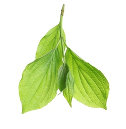 Photo of Branch with green leaves on white background