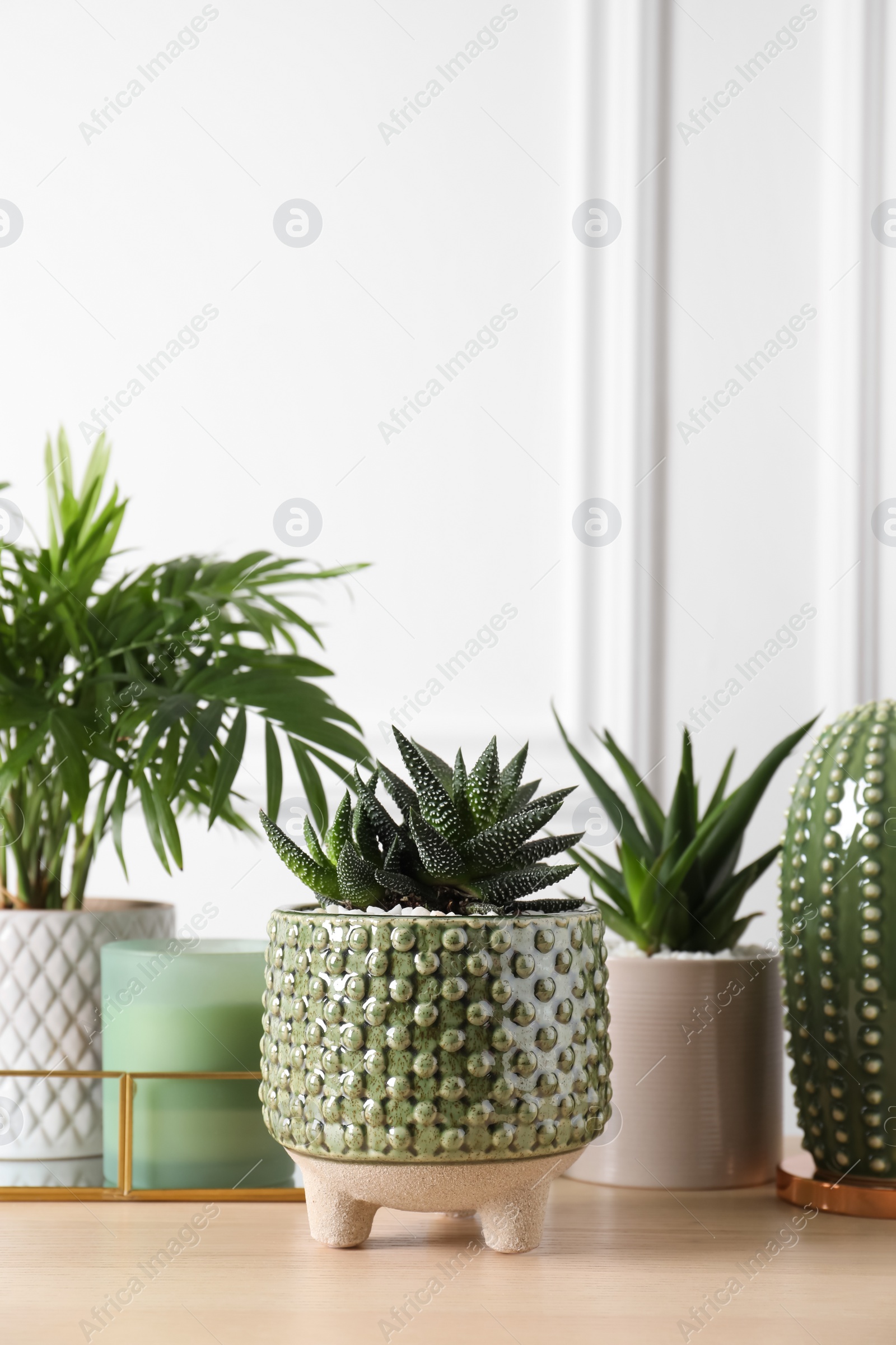 Photo of Beautiful Chamaedorea, Aloe and Haworthia in pots with decor on wooden table. Different house plants