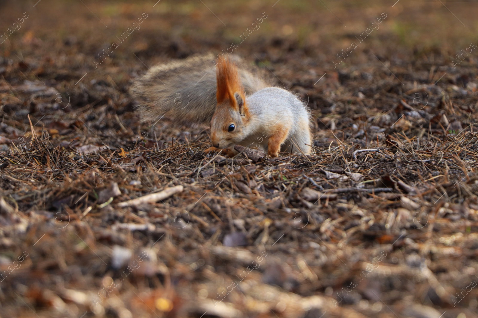 Photo of Cute red squirrel on ground in forest