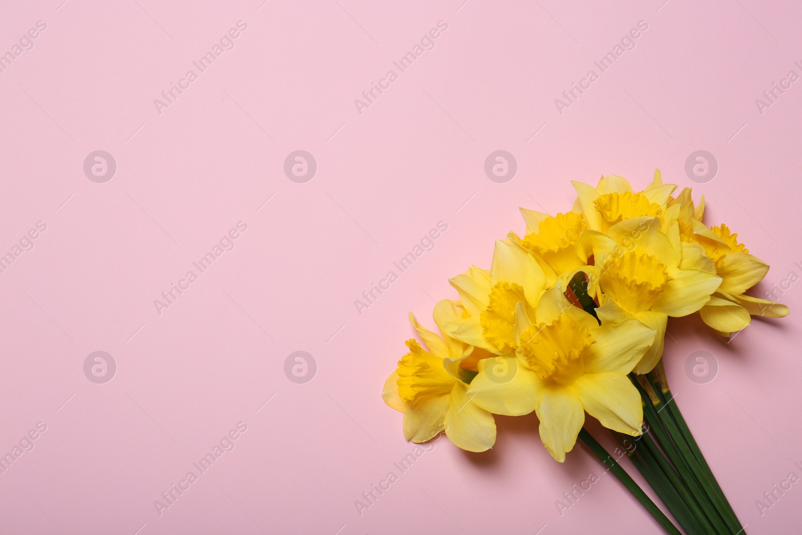 Photo of Bouquet of beautiful yellow daffodils on pink background, top view. Space for text