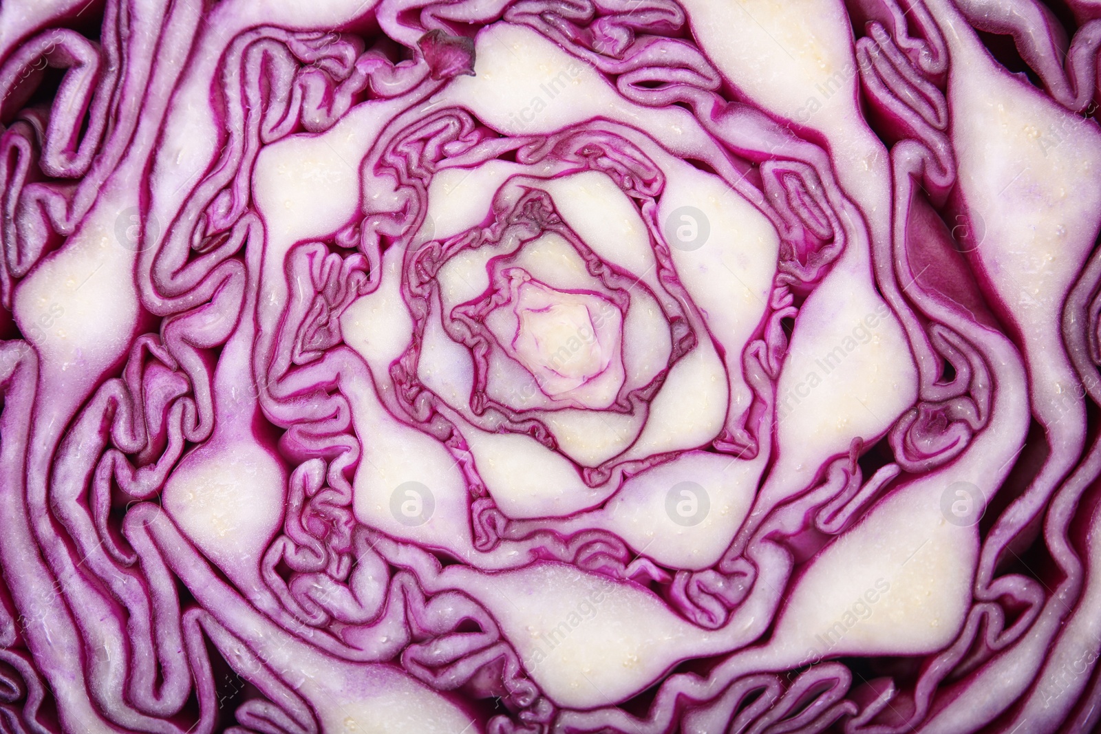 Photo of Texture of cut red cabbage as background, closeup