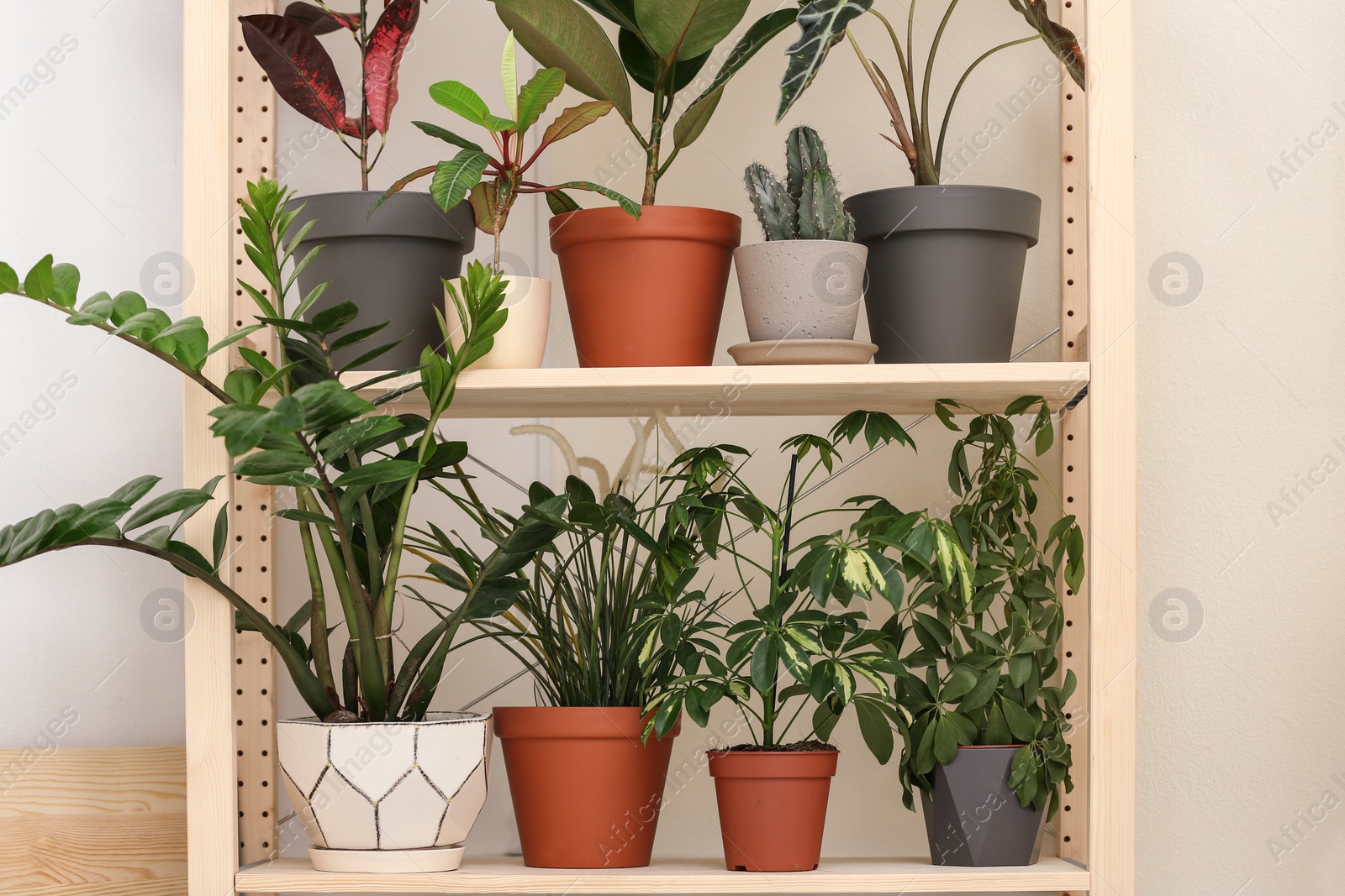 Photo of Different home plants on shelves near light wall