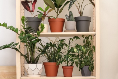 Different home plants on shelves near light wall