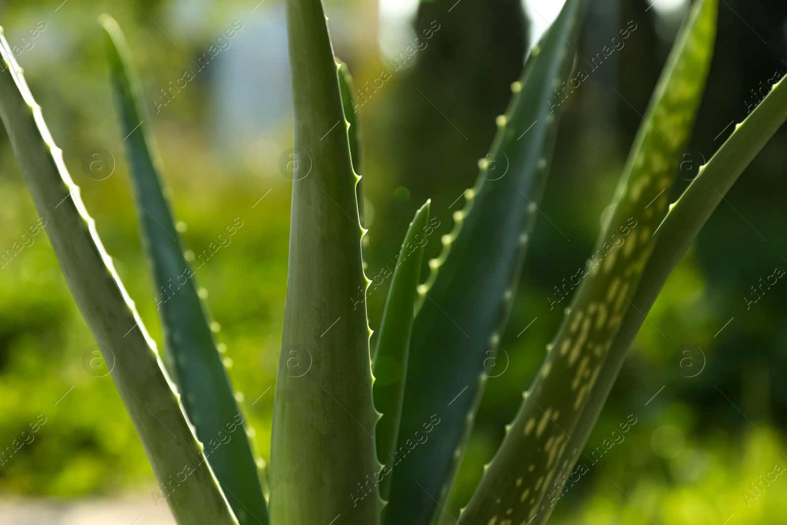 Photo of Closeup view of beautiful aloe vera plant outdoors on sunny day