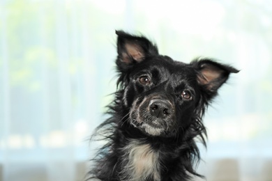 Cute long haired dog against window indoors