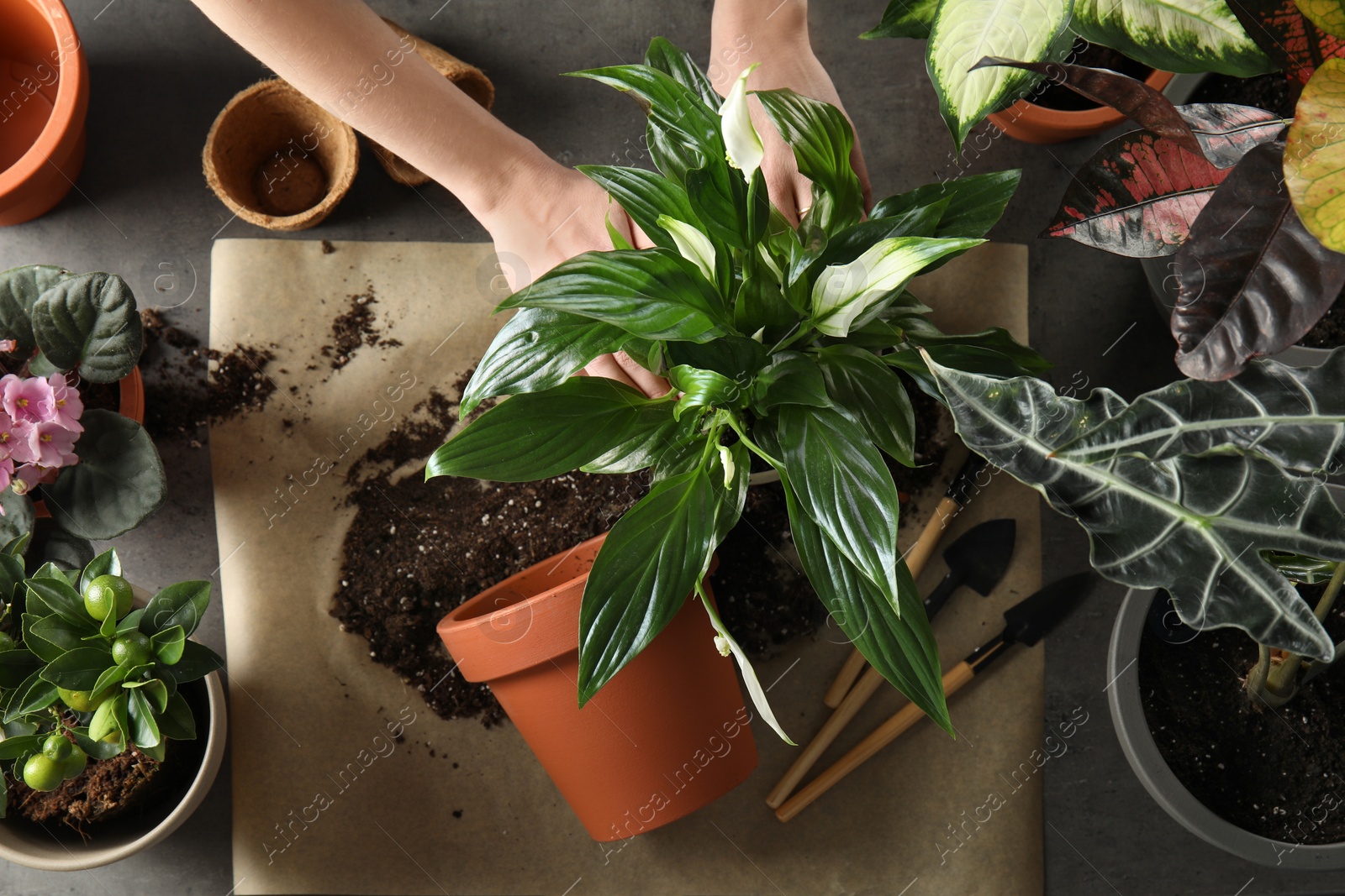 Photo of Woman transplanting home plants at table, top view