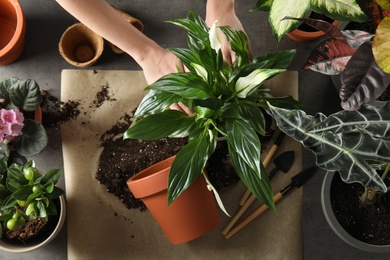 Woman transplanting home plants at table, top view