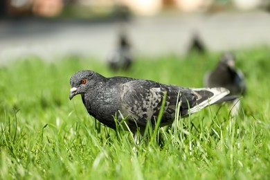 Photo of Beautiful grey doves on green grass outdoors, closeup