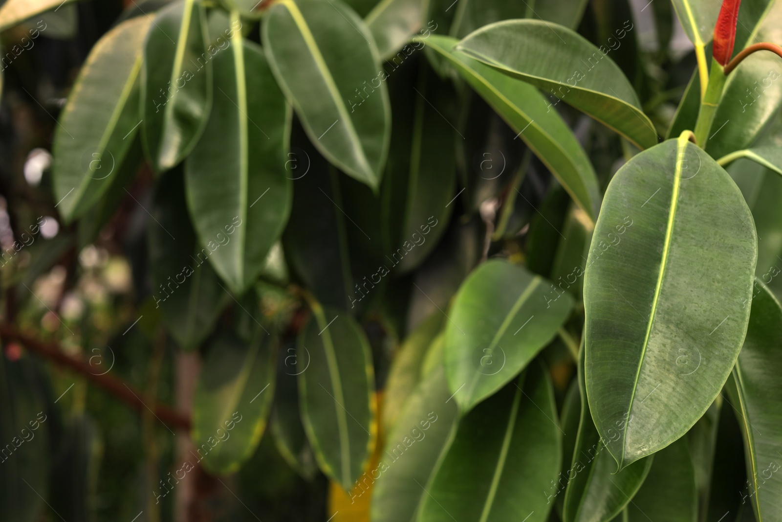 Photo of Tropical plant with green leaves as background. Home gardening