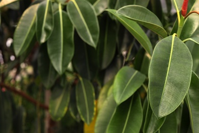 Tropical plant with green leaves as background. Home gardening