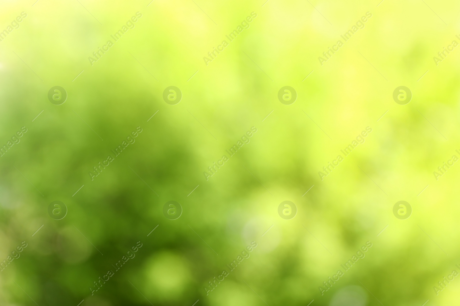 Photo of Blurred view of abstract green background. Bokeh effect