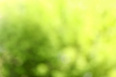 Blurred view of abstract green background. Bokeh effect