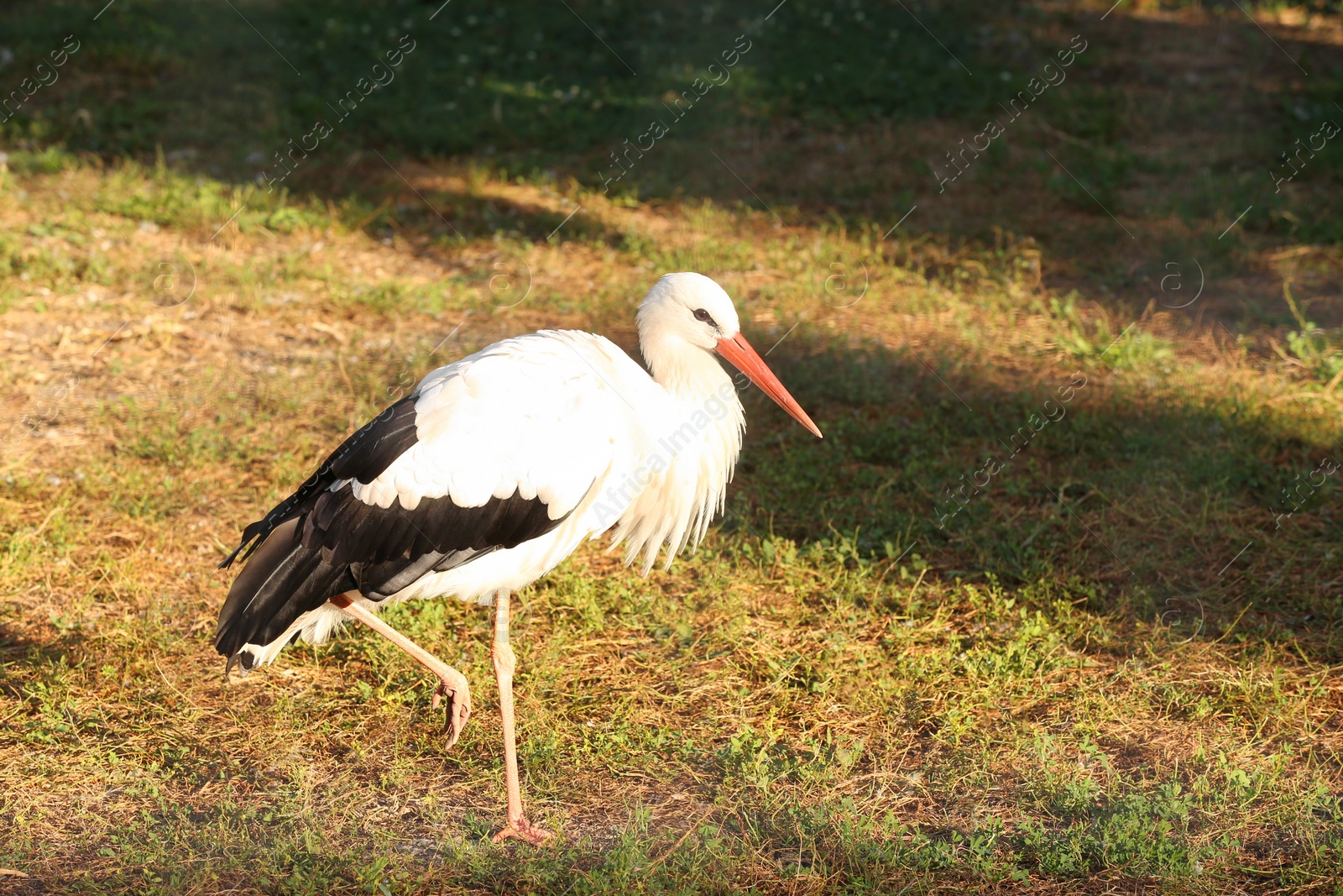 Photo of One cute heron in nature reserve on sunny day