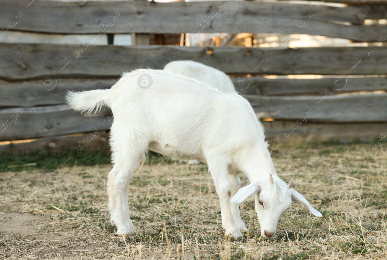 Photo of Cute goatling on pasture at farm. Baby animal