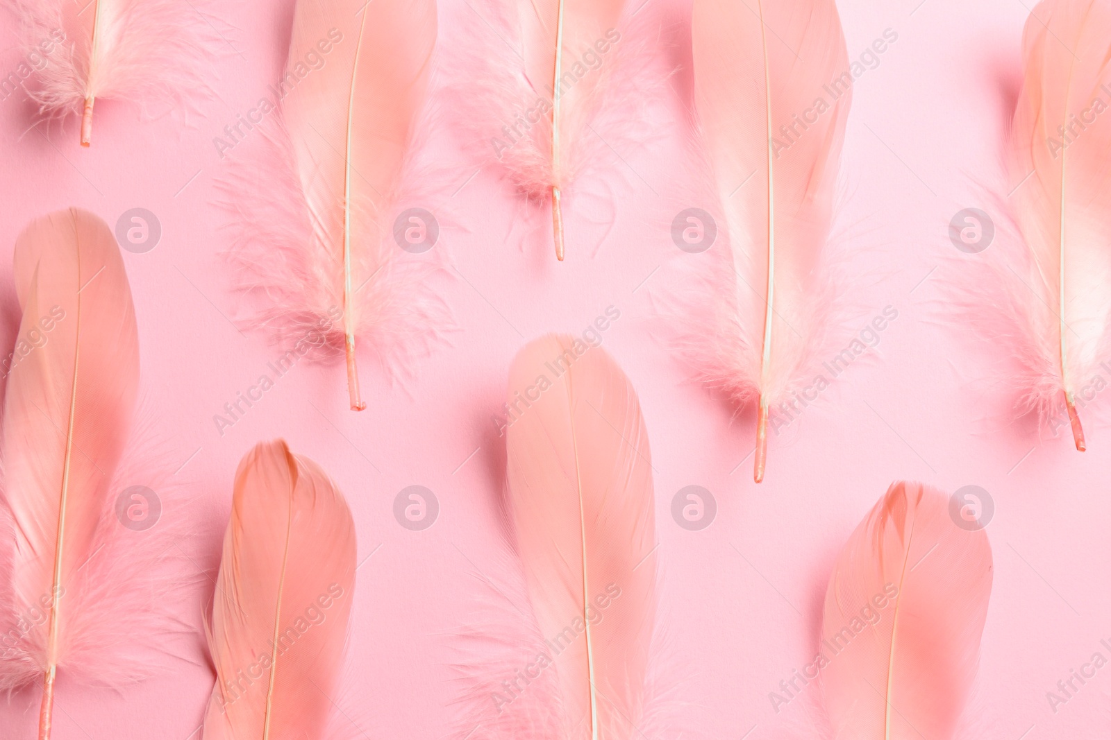 Photo of Beautiful feathers on light pink background, flat lay