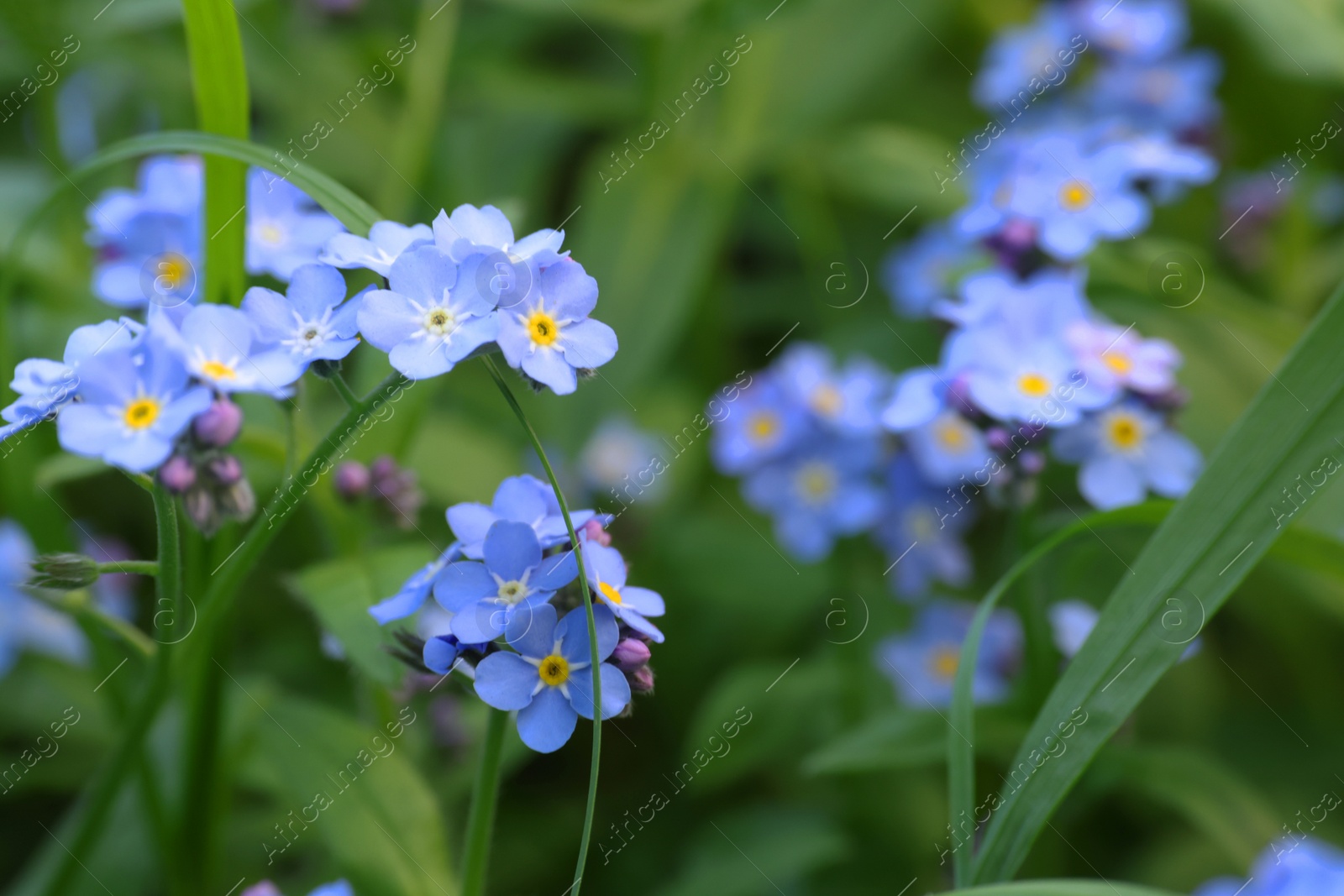 Photo of Beautiful forget-me-not flowers growing outdoors, space for text. Spring season