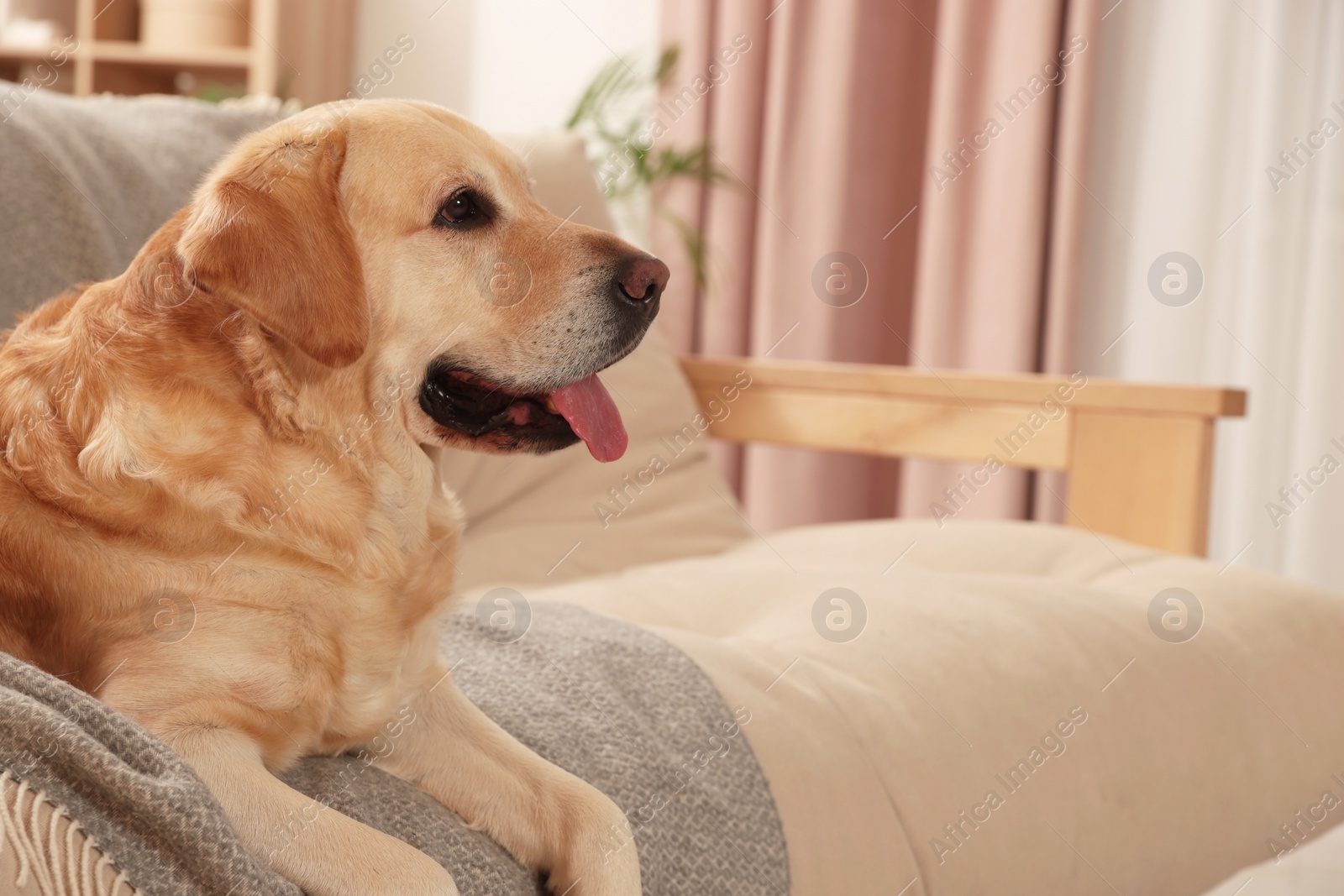 Photo of Cute Golden Labrador Retriever on couch in living room