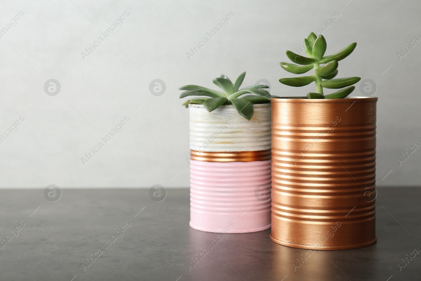 Photo of Echeveria plants in color tin cans on grey stone table. Space for text