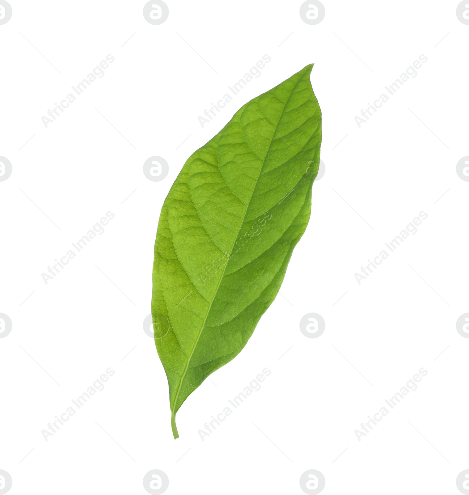 Photo of Fresh green avocado leaf isolated on white