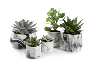 Beautiful succulents on white table. Interior decoration