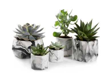 Photo of Beautiful succulents on white table. Interior decoration