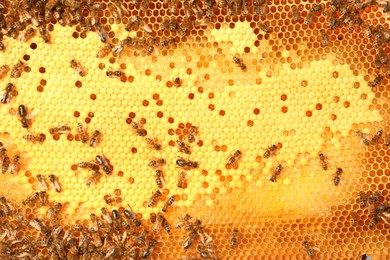 Photo of Honeycomb with bees as background, top view