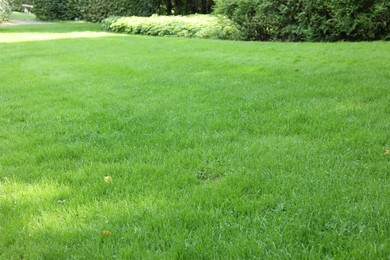 Photo of Beautiful lawn with green grass on sunny day