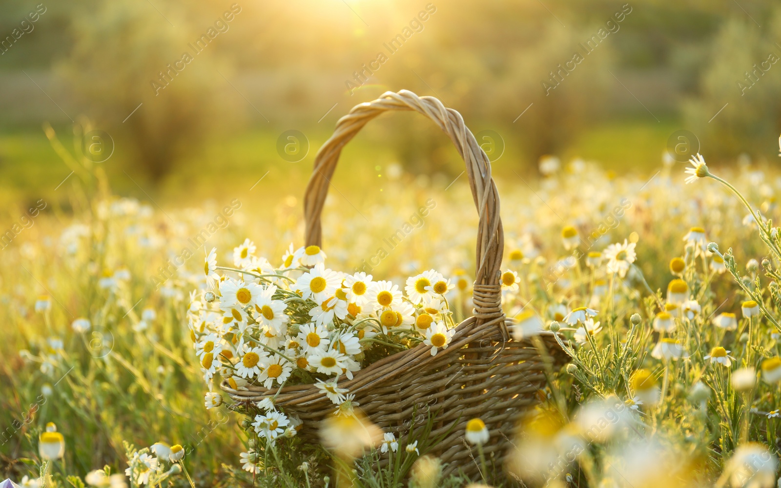 Photo of Wicker basket with beautiful chamomiles in meadow on sunny day