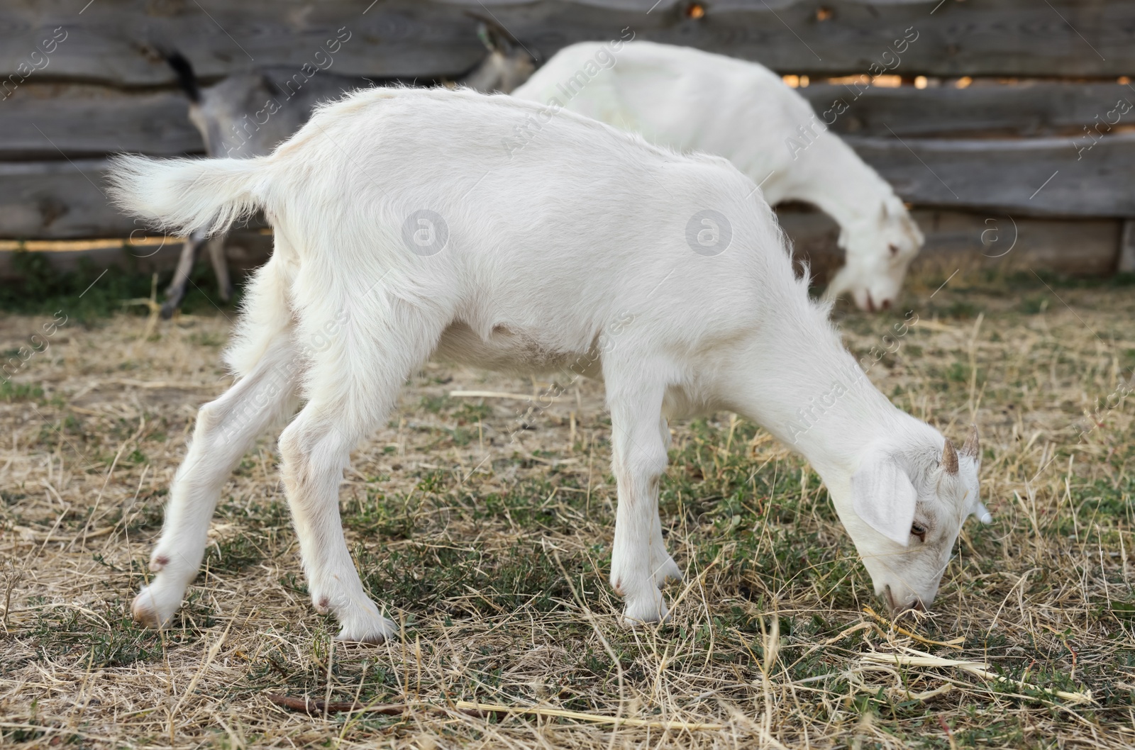 Photo of Cute goatling on pasture at farm. Baby animal