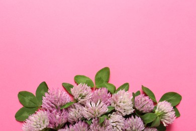 Beautiful clover flowers on pink background, flat lay. Space for text