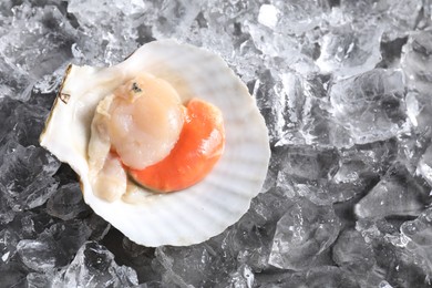 Photo of Fresh raw scallop in shell on ice cubes, top view. Space for text