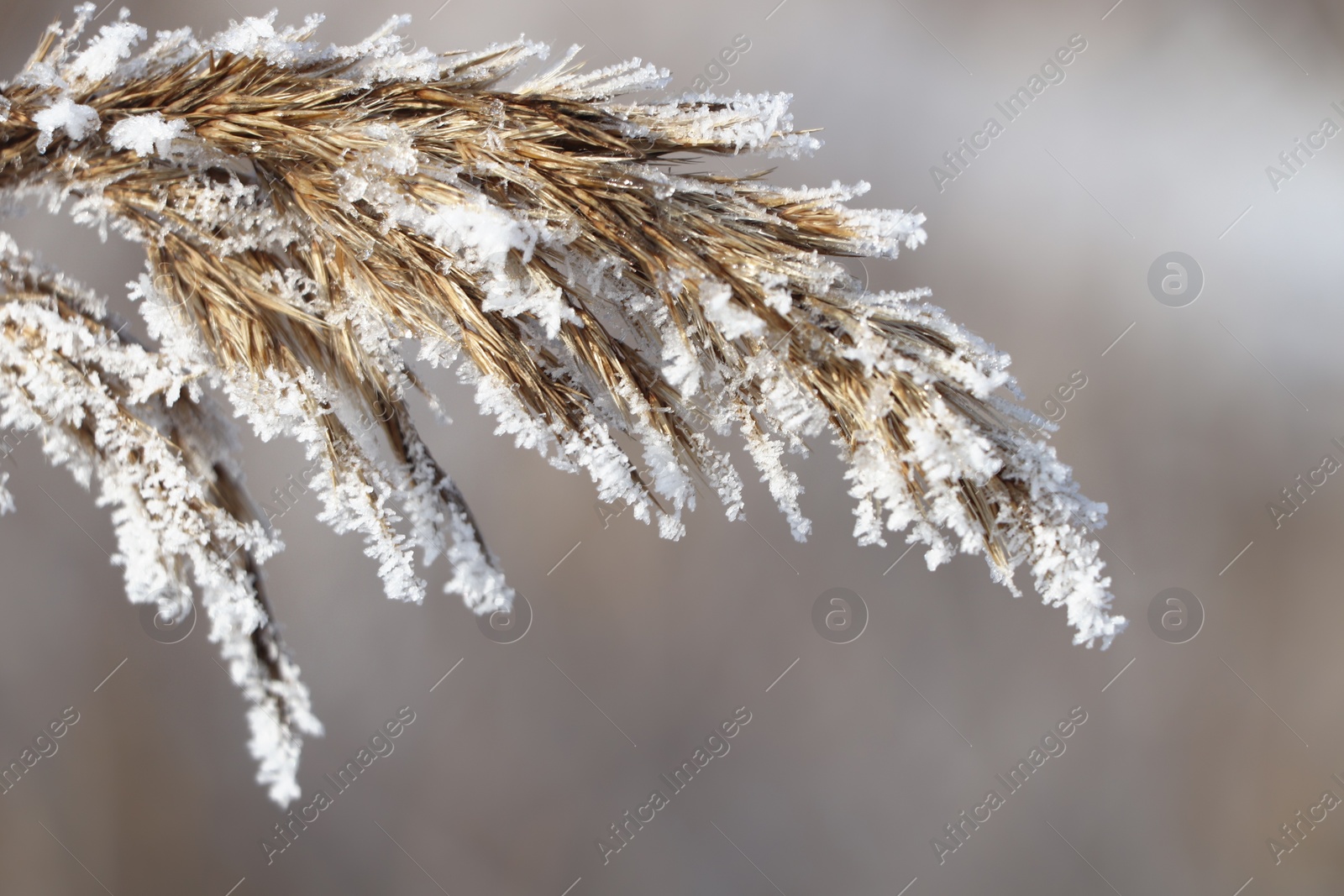 Photo of Dry plant covered with hoarfrost outdoors on winter morning, closeup